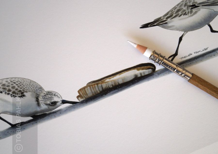 "No time" / Sanderling